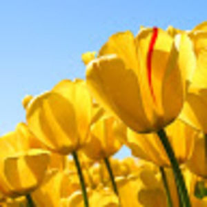 Meet your Posher, Cara l.